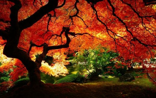 絶景！大自然のビフォア・アフター
