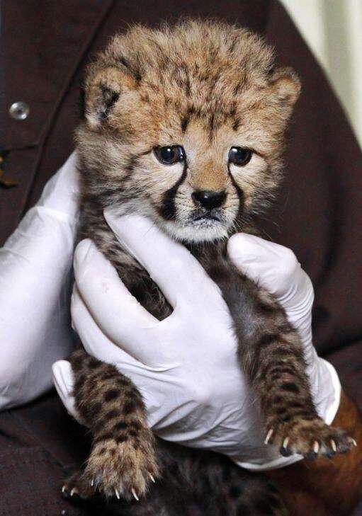 可愛い動物の赤ちゃんの画像を貼るトピ