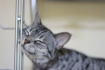 見てるだけでご利益がありそうな縁起のいい寝顔をしたニャンコ