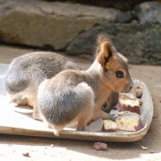 可愛い動物の赤ちゃんの画像を貼るトピ