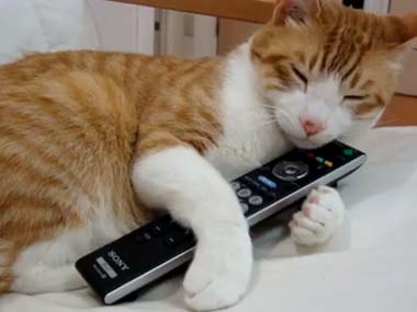 猫は飼うの大変?