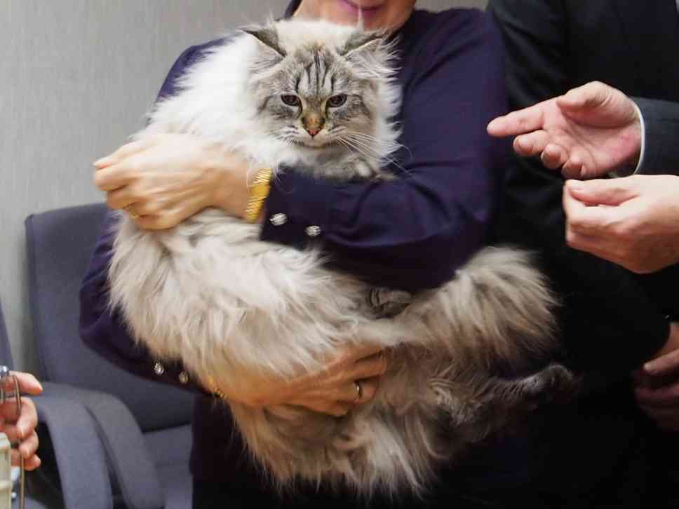 野良猫、置き去りにされた赤ん坊救う＝氷点下で数時間温める-ロシア