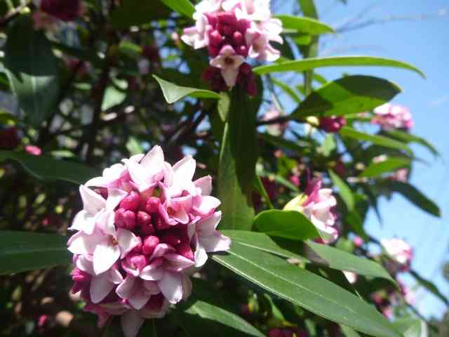 好きなお花は何ですか？