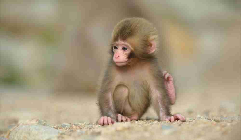 可愛い動物の赤ちゃんの画像を貼るトピ