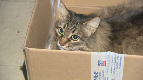 野良猫、置き去りにされた赤ん坊救う＝氷点下で数時間温める-ロシア