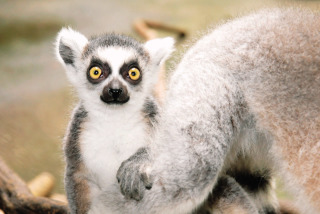 可愛い動物の赤ちゃんの画像を貼るトピ