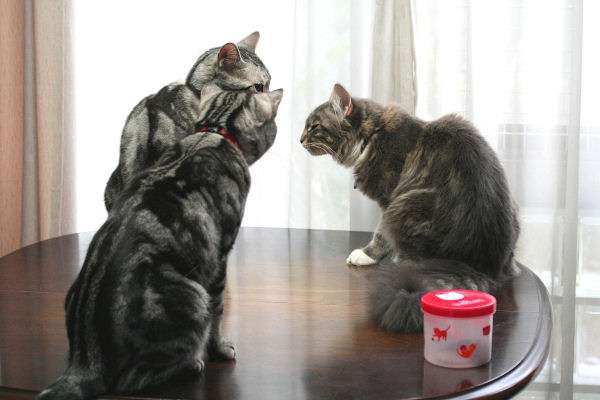 【画像】猫の密談現場が可愛い