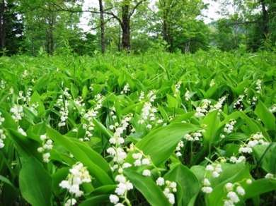 好きなお花は何ですか？