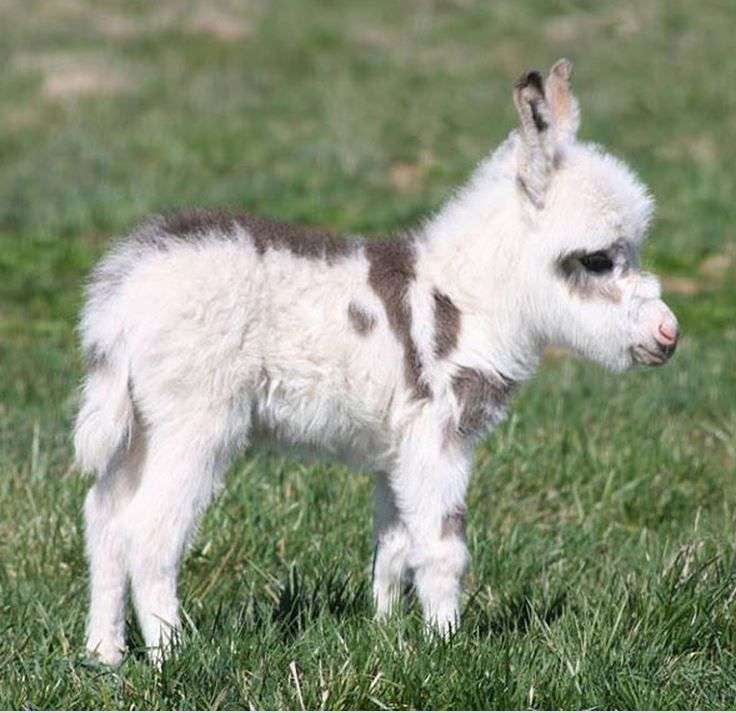 可愛い動物の赤ちゃんの画像を貼るトピ
