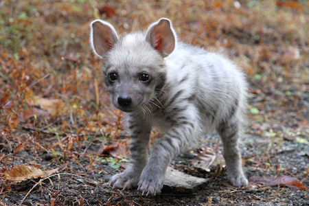 可愛い動物の赤ちゃんの画像を貼るトピ