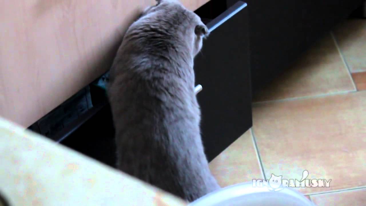 Gotcha! (Попался!) - YouTube