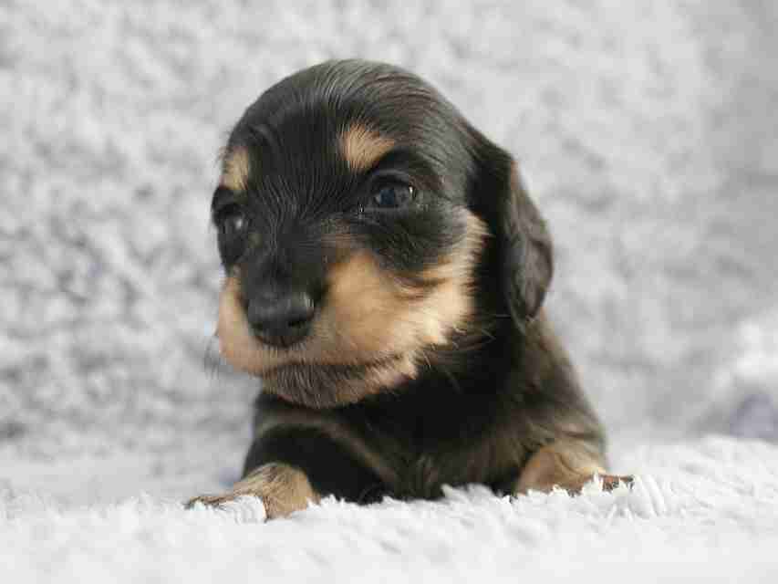 可愛い動物の赤ちゃんの画像を貼るトピ
