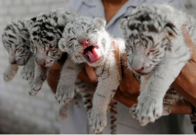 可愛い動物の赤ちゃんの画像を貼るトピ