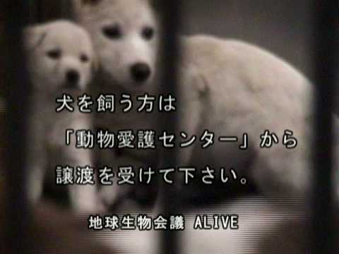 犬の殺処分／ALIVE映像 - YouTube