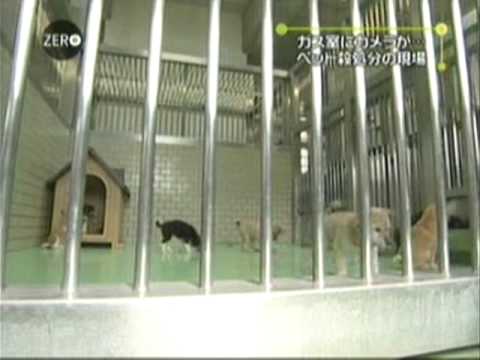 捨て犬、捨て猫の行方。保健所の実態 - YouTube