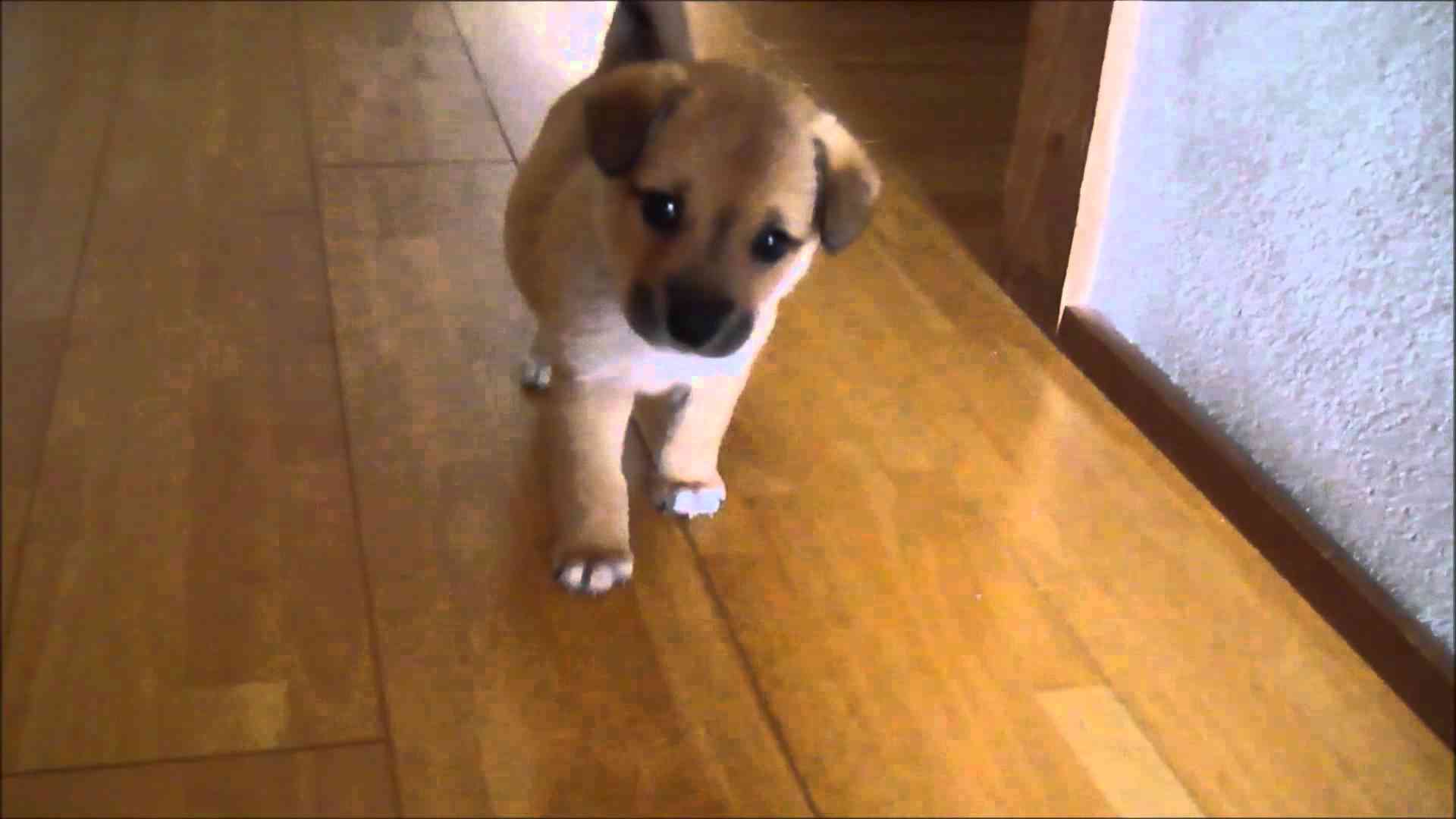 保健所から引き取った雑種犬小次郎 PUPPY - YouTube