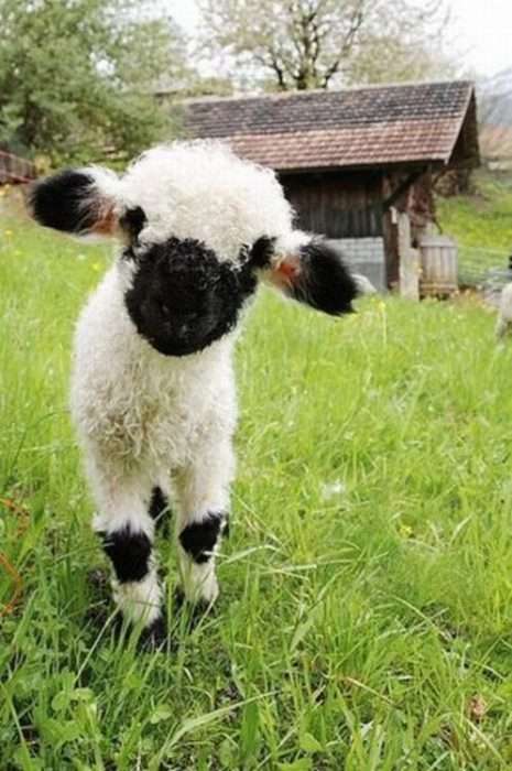 可愛い動物の赤ちゃんの画像を貼るトピ