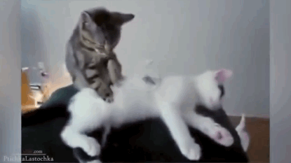 傷ついた心を癒しに来るトピ