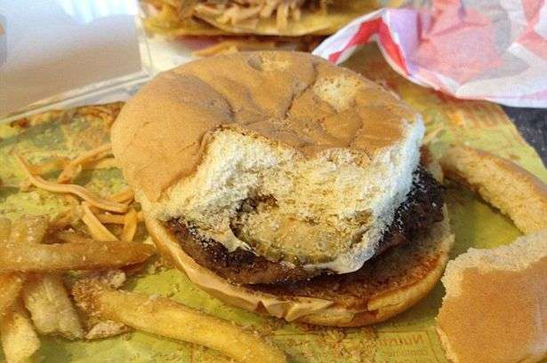 【閲覧注意】腐らず、匂わず、虫寄らず…医師がマクドナルドのチーズバーガーを2年にわたって展示