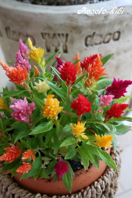 好きなお花は何ですか？