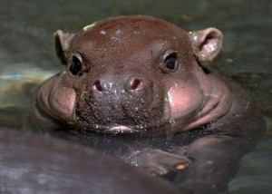 可愛い動物の赤ちゃんの画像を貼るトピ