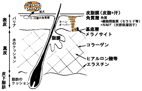 角質培養してる人 ガールズちゃんねる Girls Channel