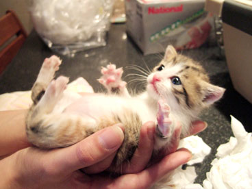 可愛い動物の赤ちゃんの画像を貼るトピ
