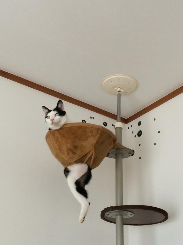 ハンモックがぶっ壊れても動じない猫の顔ｗｗ