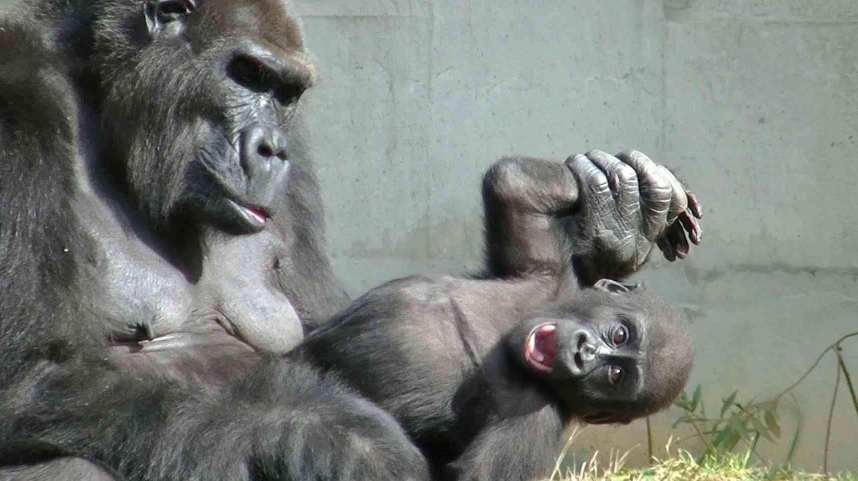 ゴリラのおもしろ動画 part1 / 東山動物園 - YouTube