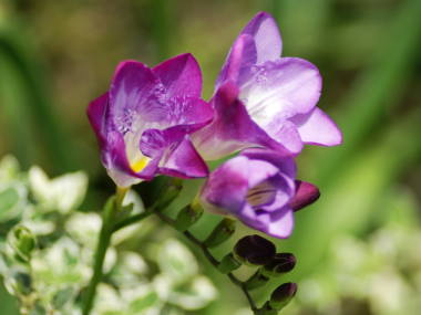 好きなお花は何ですか？