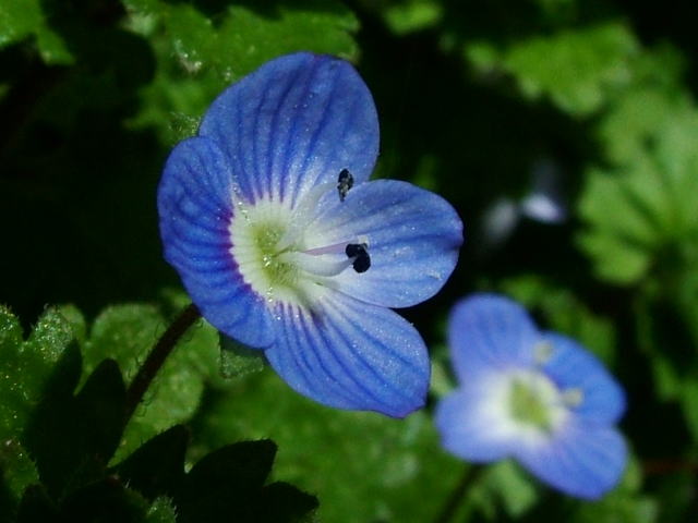 好きなお花は何ですか？