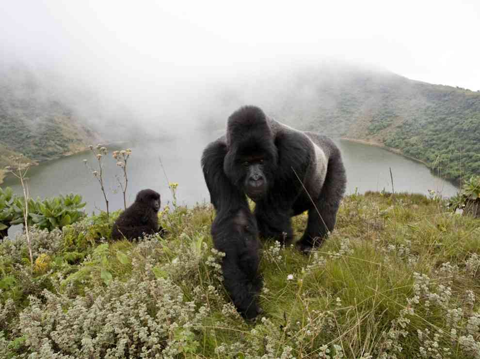 Silverback Gorillas Photo, Animals Wallpaper - National Geographic Photo of the Day