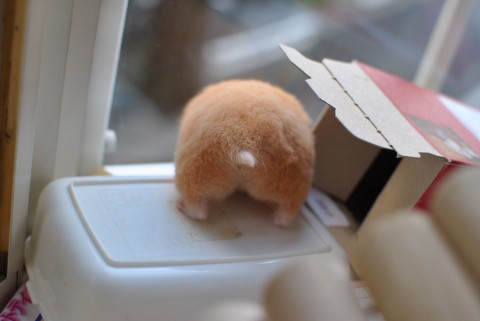 新年あけましてめでたすぎるハムケツ