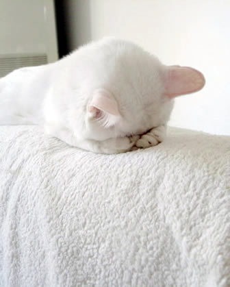 冬季うつの方いますか？