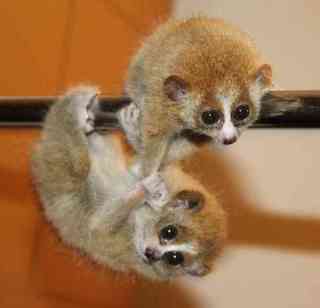 可愛い動物の赤ちゃんの画像を貼るトピ