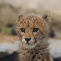 可愛い動物の赤ちゃんの画像を貼るトピ