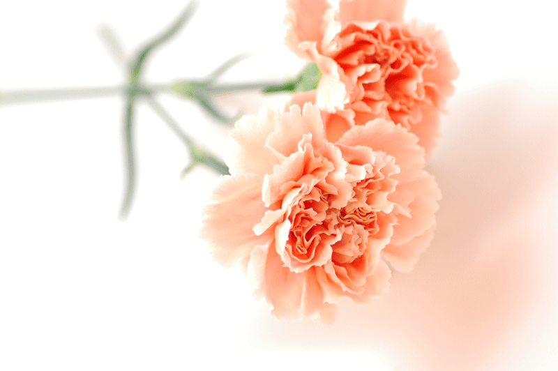 好きなお花は何ですか？