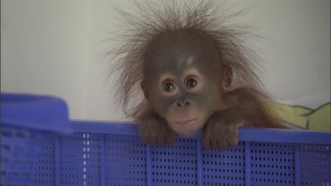 可愛い動物の赤ちゃんの画像を貼るトピ