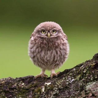 可愛い動物の赤ちゃんの画像を貼るトピ