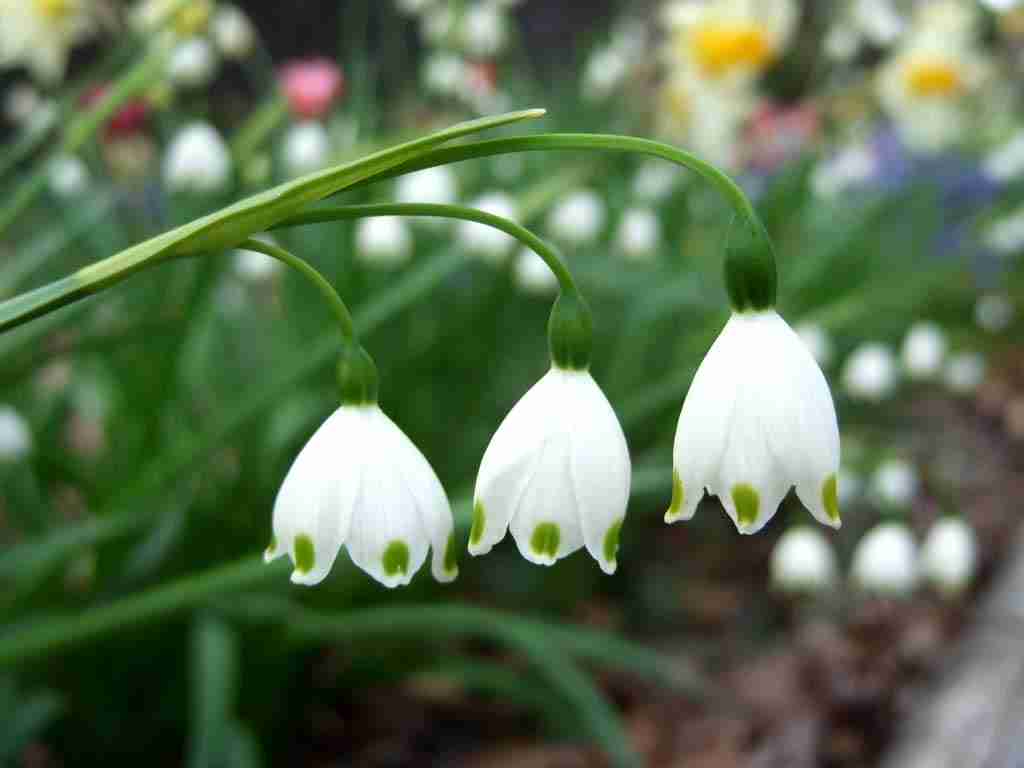 好きなお花は何ですか？