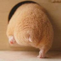 やっぱり可愛いハムケツが好き！ - NAVER まとめ