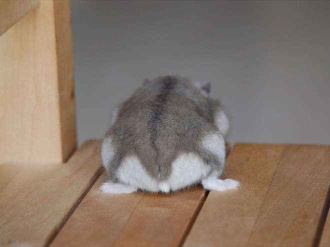 新年あけましてめでたすぎるハムケツ