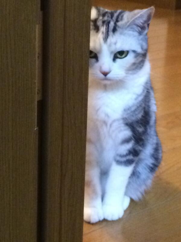 ハンモックがぶっ壊れても動じない猫の顔ｗｗ