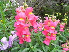 好きなお花は何ですか？