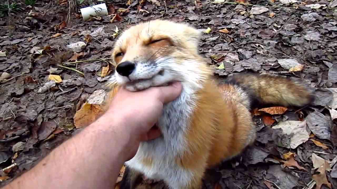 Fox go FLOOF - YouTube