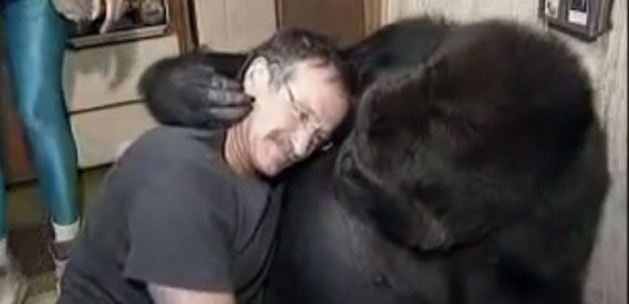 一緒に笑って一緒に遊ぶ。手話で人間とコミュニケーションがとれるゴリラのココと人生で最高の瞬間を過ごしたロビン・ウィリアムズ : カラパイア