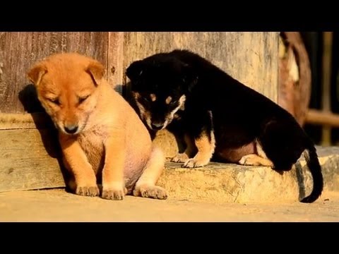 Animals Trying To Stay Awake Compilation - YouTube