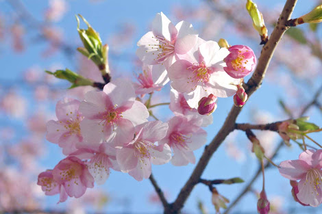 好きなお花は何ですか？