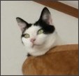 ハンモックがぶっ壊れても動じない猫の顔ｗｗ