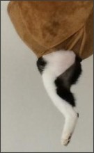 ハンモックがぶっ壊れても動じない猫の顔ｗｗ